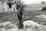 Berging av gris under flommen i 1967